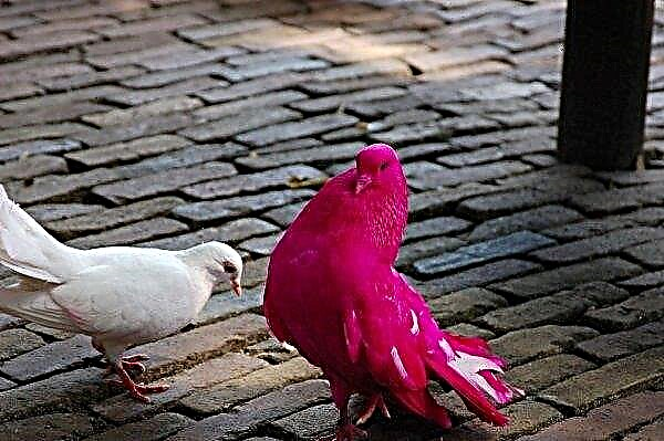 Pink dove: foto, beskrivelse af racen, findes denne fugl