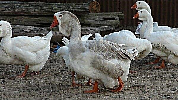 Kholmogorsk geese: description and characteristics of the breed, breeding at home, photos, video