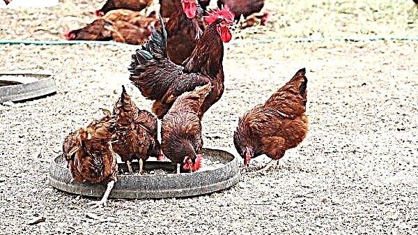 Fôrgjær for kyllinger: for hva, hvor mye og hvordan du gir det riktig