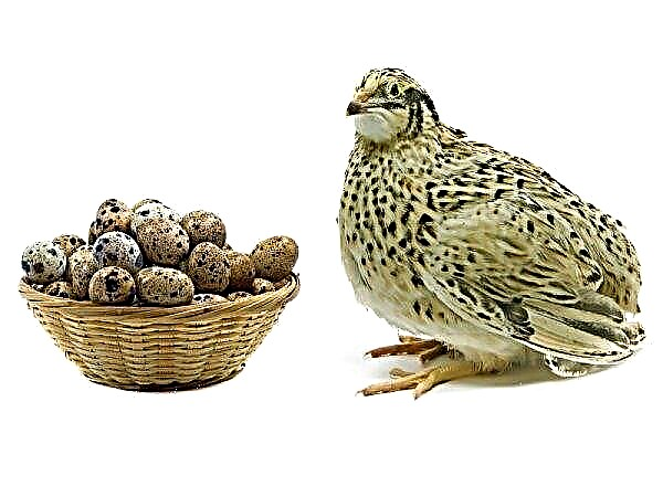 How to feed quails at home (daily allowance, adults): how many times a day and when is better, how to make a diet and how to keep, video