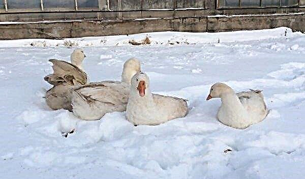 How to feed geese in the winter at home: how to make a diet, basic feeding rules