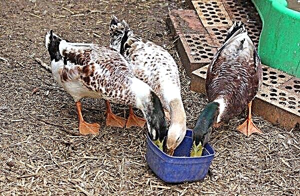 How to feed domestic ducks in summer and winter: drawing up a diet, norms and rules of feeding