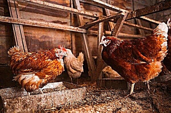 Vermes em galinhas - sintomas e tratamento (medicamentos e remédios populares)
