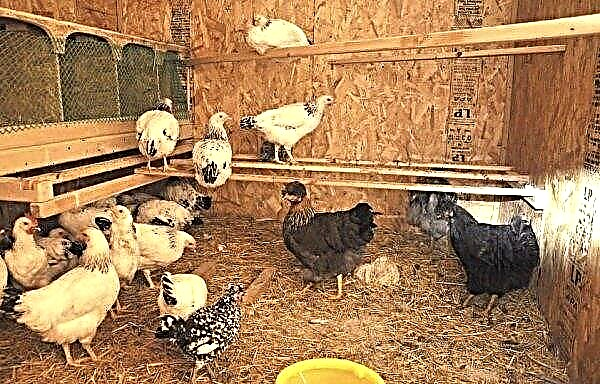 ¿Por qué las gallinas picotean los huevos: cuál es la razón y qué hacer?