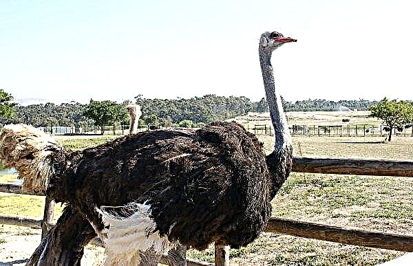 How much on average does an ostrich of different breeds weigh and what size can it be?