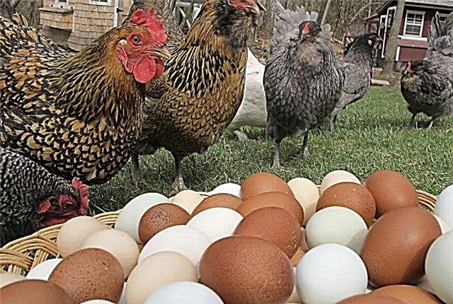Vlees- en eierrassen van kippen met foto's en beschrijvingen, een lijst met populaire vertegenwoordigers