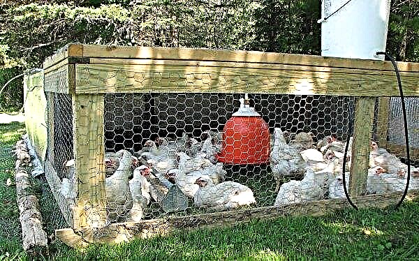 Cages for chickens: how to do it yourself at home, sizes, drawings, a description of the growing process, photos, video