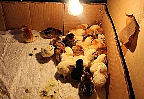 Heating for chickens with infrared and other lamps, options for heating device