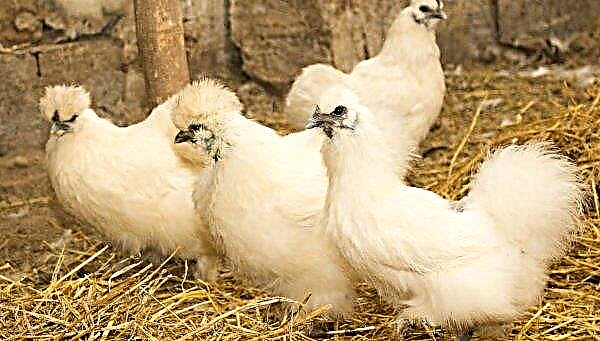 Кинеске свилене кокошке: опис и карактеристике пасмине, боје, карактеристике узгоја, држања и храњења, фотографије, видео