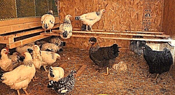 Lighting in the chicken coop: what should be, where to place, how to make