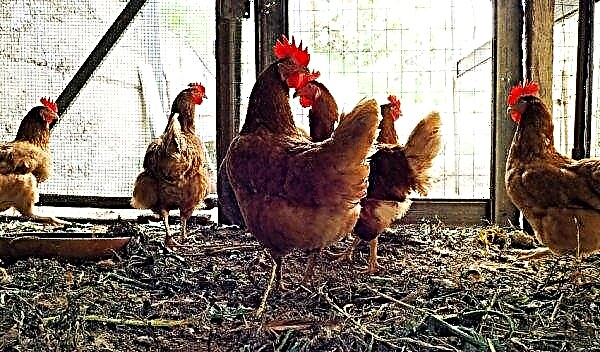Kyllinglopper og hvordan bli kvitt dem: hvordan fjerne folkemiddel, hvordan behandle en låve, loppemedisiner, forebygging, bilder
