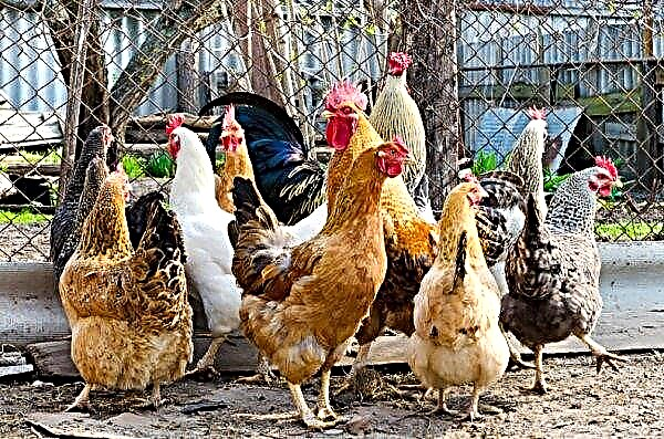 50 मुर्गियों के लिए DIY चिकन कॉप: चित्र, फोटो, आरेख, आकार, परियोजना
