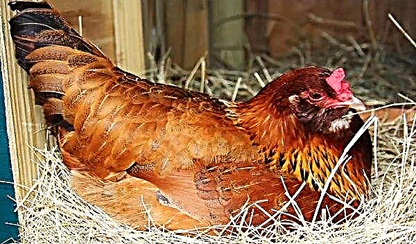 Can hens lay eggs without roosters: physical features and body structure