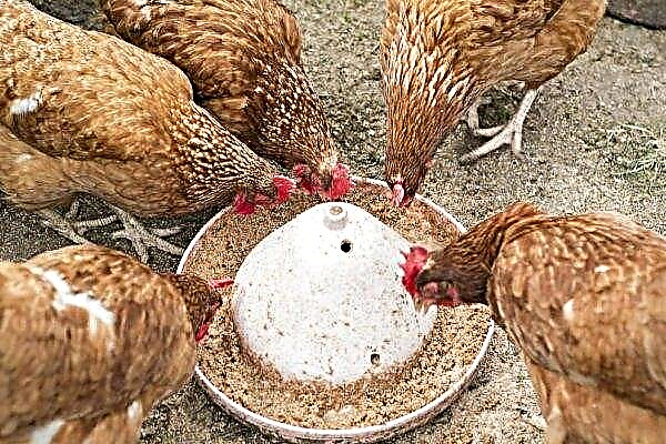 Chicken feeders: types, how to do it yourself, drawings and sizes, photos, video