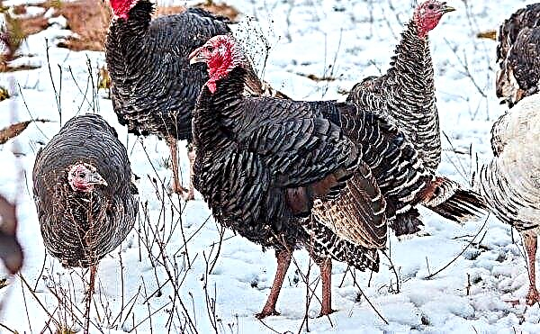 Keeping turkeys in winter: features, optimal conditions for keeping birds at home, video