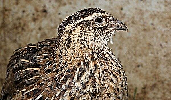 Breeding quails at home as a business: profitable or not, how to draw up a business plan with calculations