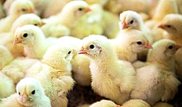 Eclosión de pollitos en el hogar: período y condiciones, más cuidado que alimentar en los primeros días, desarrollo de pollitos, retraso aceptable