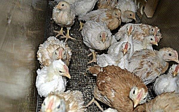 Mischfutter für Hühner (Legehennen, Broiler): Zusammensetzung und Proportionen, wie man es selbst macht, was besser ist, wenn man es von den ersten Lebenstagen an gibt und wie man füttert
