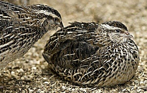 The content of quail in winter at home: what temperature can withstand, features of care and feeding, video