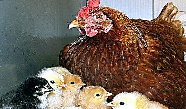 Kuban raça vermelha de galinhas: foto e descrição, manutenção e cuidados em casa