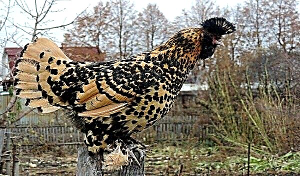 Crested chickens (Russian, Chinese, Ukrainian, Dutch, Polish): names, description and photos of the breed