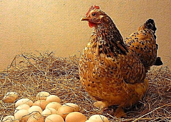 Wie man Hühner jeden Tag im Winter zum Rauschen bringt: Grundregeln und Haftbedingungen, Futter
