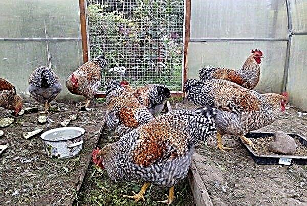 Bielefelder chicken breed: description and photo, content and daily diet