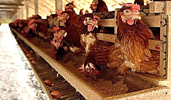 Grain for chickens: which is better and how to properly feed, daily intake