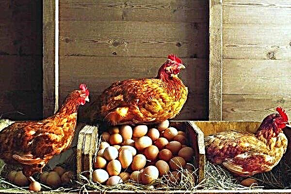 Casca fina de um ovo de galinha: qual é a razão, o que fazer, o que alimentar