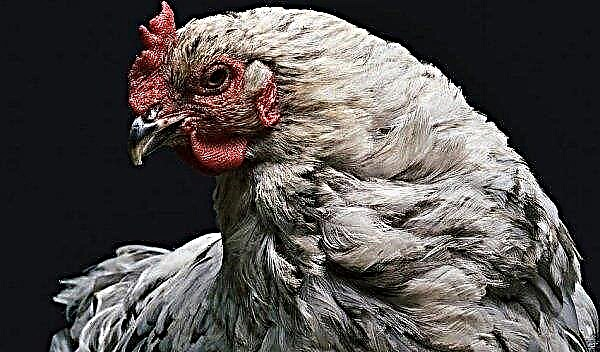 لماذا ينتزع الدجاج ريشًا من بعضه البعض ويأكله: الأسباب وطرق النضال
