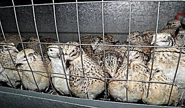Why do not rush quail at home: reasons for what to do