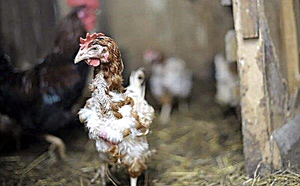 Pereoedy bei Hühnern - Zeichen auf dem Foto, wie man es loswird, Behandlung auf dem Foto