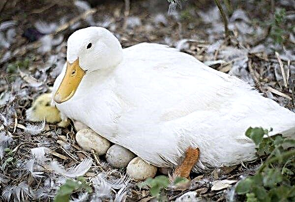 How many days does a duck sit on eggs before ducklings appear
