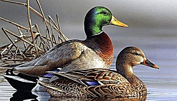 How many years do ducks live at home and in nature