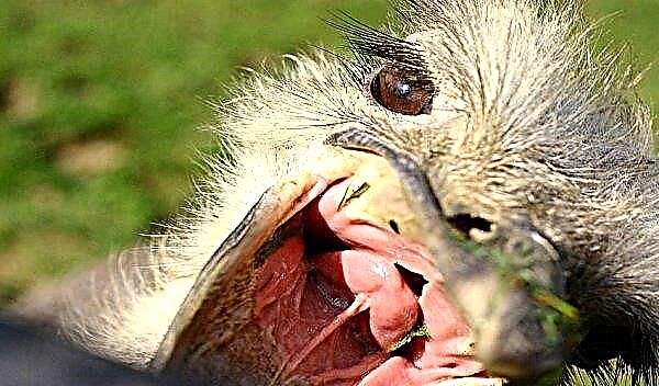 Wat struisvogels eten thuis en in de natuur: hoeveel keer per dag, spijsvertering