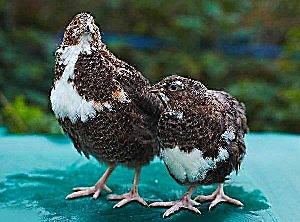 How to distinguish quail from quail, how to determine gender: different methods, photos and videos