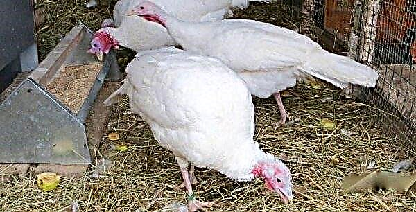 Sinusitis in turkeys: symptoms and treatment at home (medication, folk remedies), photo