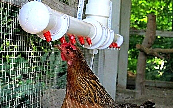 Brystvortedrikkere for kyllinger: hvordan gjøre det selv, installasjon og montering, hvordan trene kyllinger, bilder, video