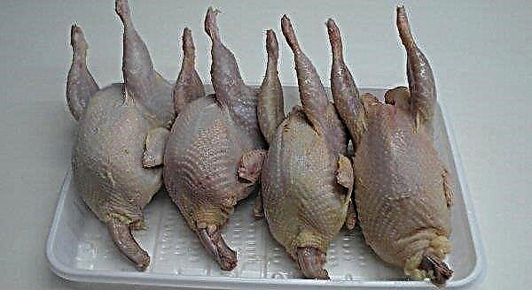 Quail meat: benefits and harms, how to eat