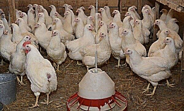 Mycoplasmose bij kippen: symptomen en behandeling, een foto, is het gevaarlijk voor mensen, is het mogelijk om vlees te eten