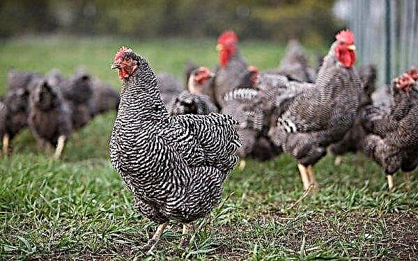 Amrox chickens: breed description, photo, characteristics, video, care and feeding