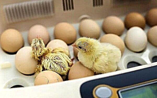 Proper preparation and technology for laying eggs in an incubator