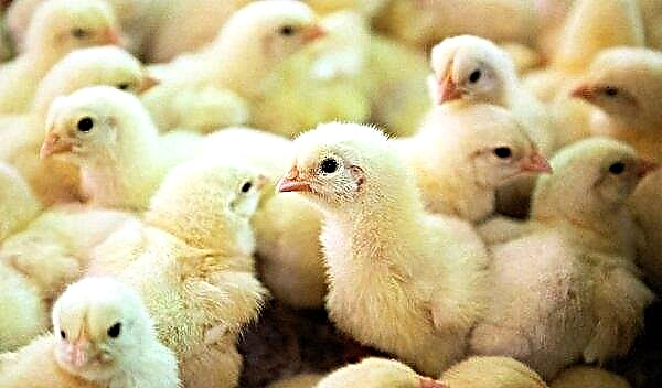 Decalb White poulets: description de la race, photos, élevage et alimentation