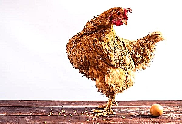 Du sang dans un œuf de poule: causes et que faire, est-il possible de manger, est-ce dangereux ou pas pour la santé