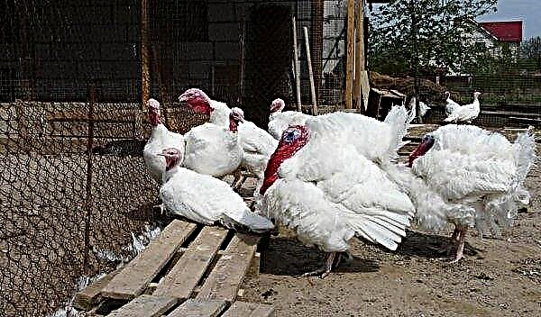 Big-6 turkeys: description and characteristics of the breed, growing, care and feeding at home, possible diseases and their treatment, photo