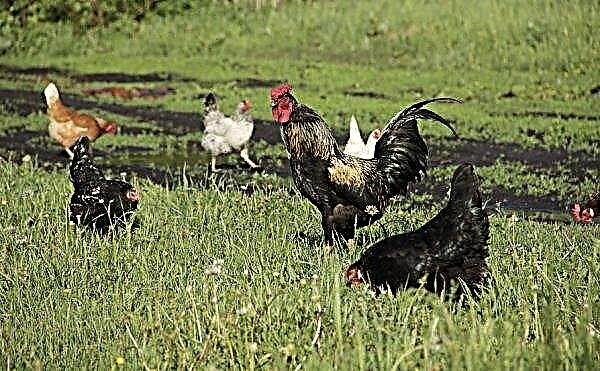 How much forage is needed per day for laying hen: norms of use, drawing up a diet