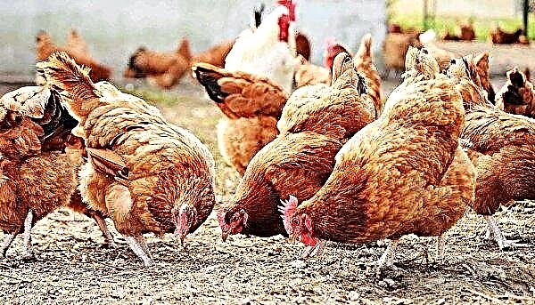 So keimen Sie Weizen für Hühner zu Hause: Schritt für Schritt Anleitung und Fütterung