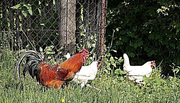 Pollos en el país: cómo mantener y crecer, cría para principiantes, reglas de cuidado, video