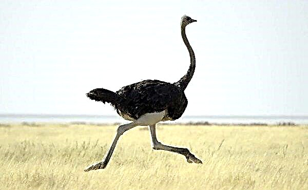 Waarom verbergt een struisvogel zijn kop in het zand: doet hij het echt, hoe gedraagt ​​hij zich in momenten van angst, foto