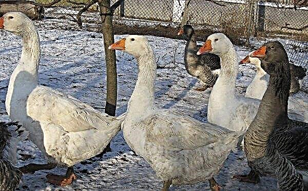 When geese start to sweep at home: at what age, which affects the egg production of geese